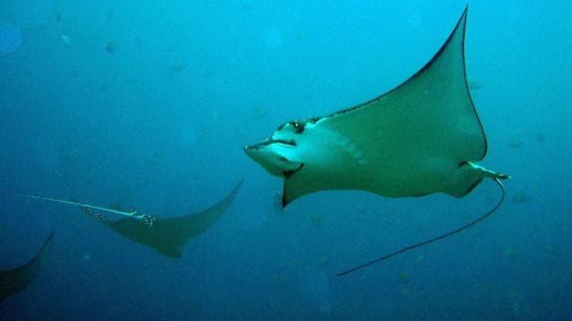 Guanacaste: Discover Scuba Dive Day in Papagayo Gulf
