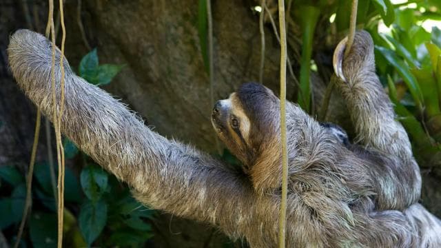 Uvita:Sloth Watching Trail-The best sloth tour in Costa Rica