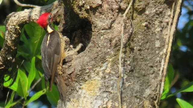 Vogelbeobachtung im Juan Castro Blanco Nationalpark - Photo 2 (Gallery view)