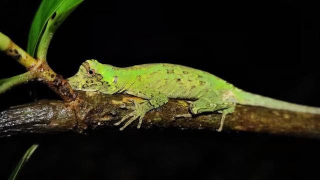La Fortuna: Arenal Volcano Rainforest Night Tour