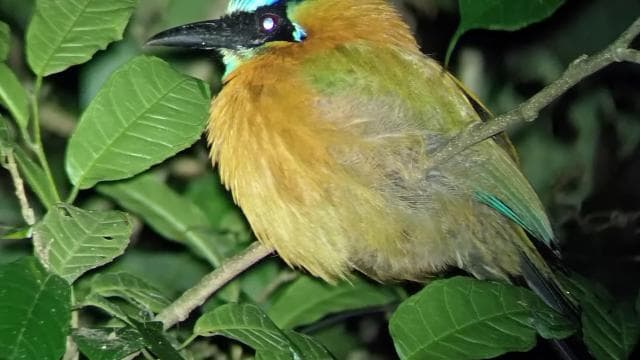 Monteverde: Night Walk through the Forest with a Guide