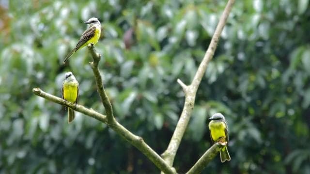 Monteverde Cloud Forest: Curicancha Reserve Nature Tour - Photo 4 (Gallery view)
