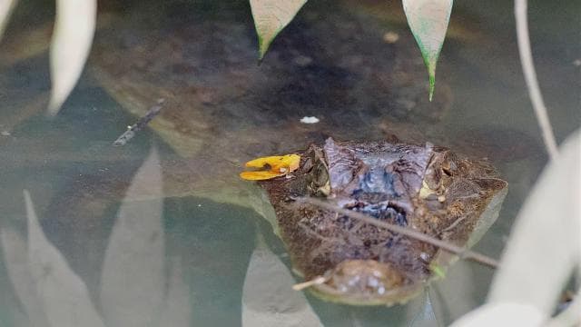Quepos Mangrove Boat Tour - Dominican Republic
