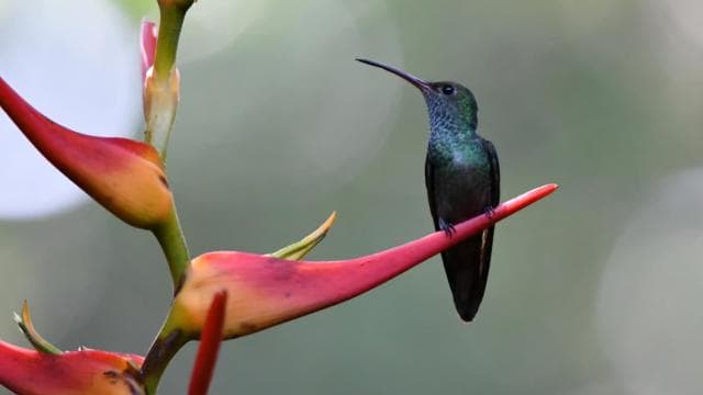 Cahuita: Guided Hike Through Cahuita National Park