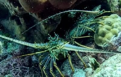 Private: Catalina Island Diving Tour with Lunch (Copy) - Photo 5 (Gallery view)