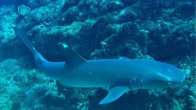 Uvita: Snorkeling at Caño Island