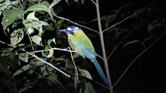 La Fortuna Night Walk in a High Biodiversity Rainforest - Photo 2 (Gallery view)