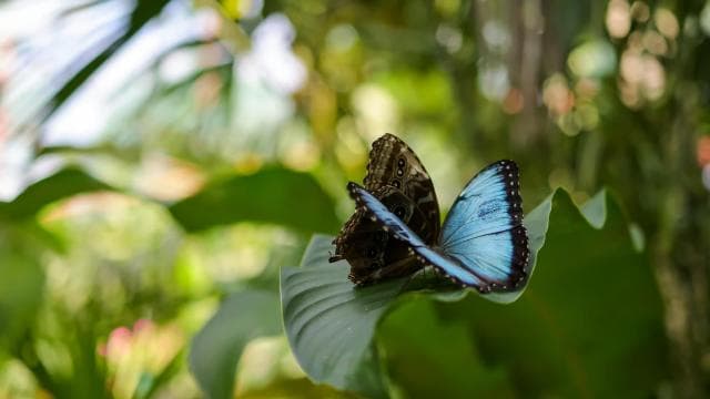 Cahuita national Park+Strand & Maratopia tropical garden