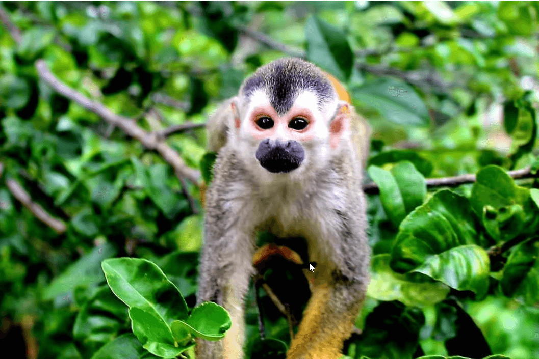 Parco Nazionale Manuel Antonio: visita guidata con BIGLIETTO INCLUSO - Photo 5 (Gallery view)