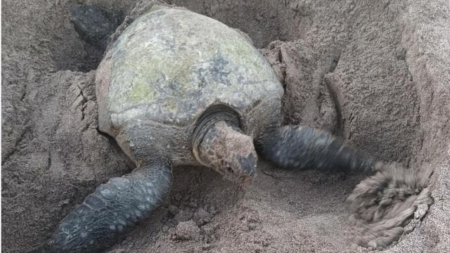 Turtle Nidifikasyon / Kouve sou yon plaj izole toupre Tamarindo - Photo 4 (Gallery view)