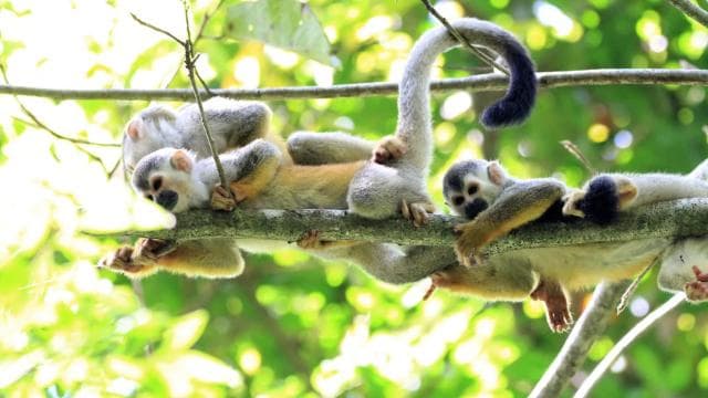San Jose: Manuel Antonio National Park Day Trip with Lunch
