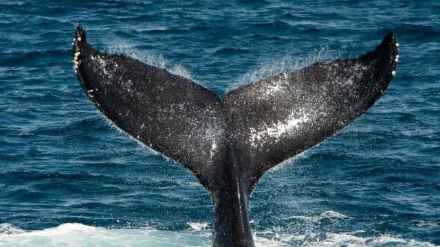 Uvita: Humpback Whales Wildlife Watching