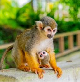 Bayahibe/La Romana : visite en buggy 4x4 et Monkeyland - Photo 2 (Gallery view)