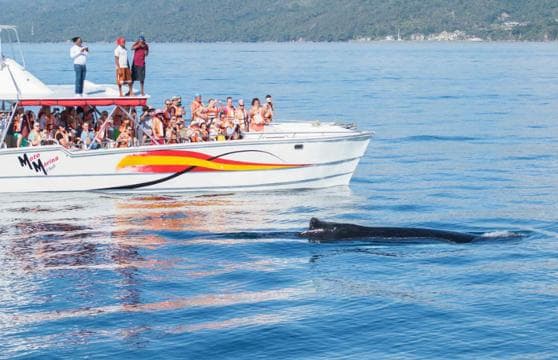 Samana: Bay of Samana Whale Watching Experience - Photo 2 (Gallery view)