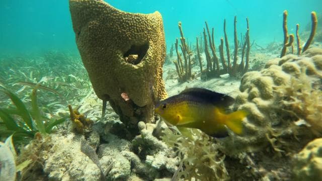 Fajardo: Kayak and Snorkeling Eco-Experience