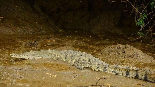 Tamarindo: Tamarindo Estuary Boat Tour with Naturalist Guide