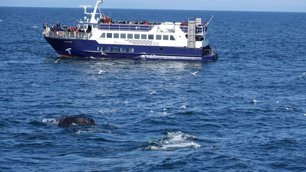 Samaná Whale Watching & Cayo Levantado (Bacardi Island) From Cap Cana