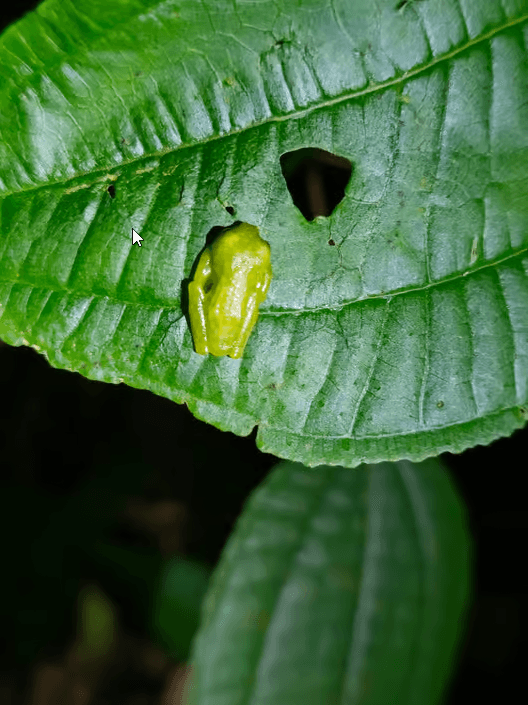 Monteverde: Nachtwanderung mit Führer und Taschenlampen - Photo 4 (Gallery view)
