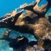 From Punta Cana: Private Catamaran Catalina Island Full-Day