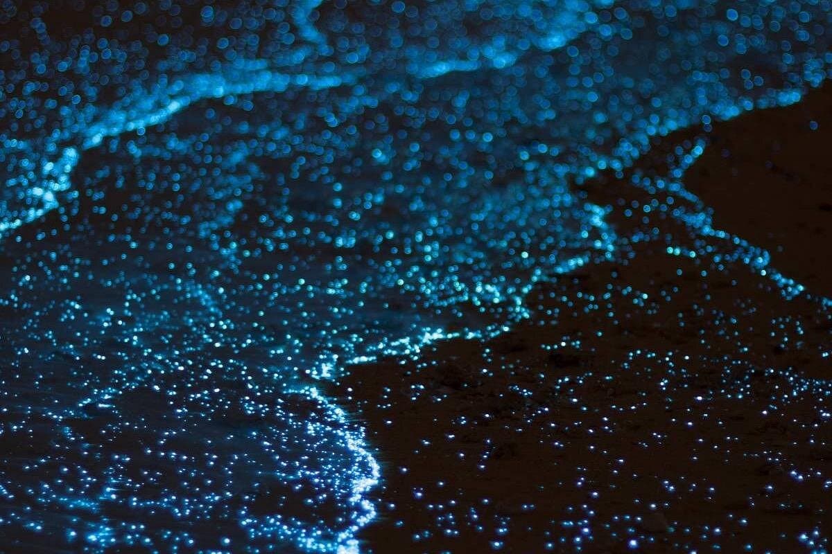 Bioluminescent Bay Adventure на Великому Каймані - Photo 2 (Gallery view)