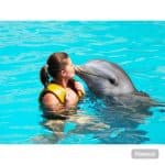 Punta Cana: Dolphin Explorer Swims and Encounters - Photo 2 (Gallery view)