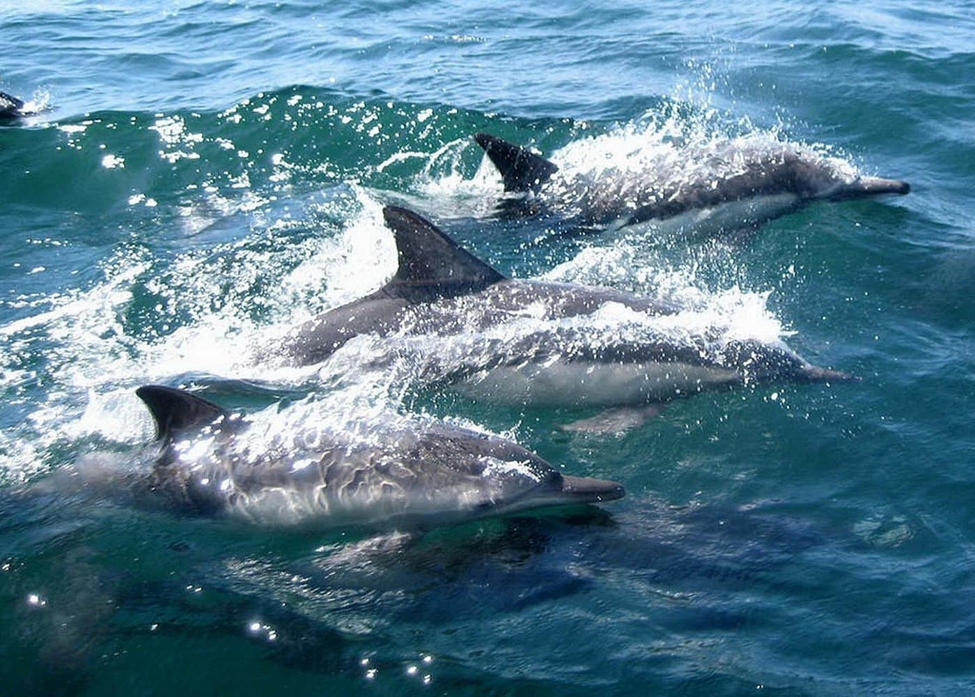 Miami to Key West Day Trip with Activity Options+Miami Airport