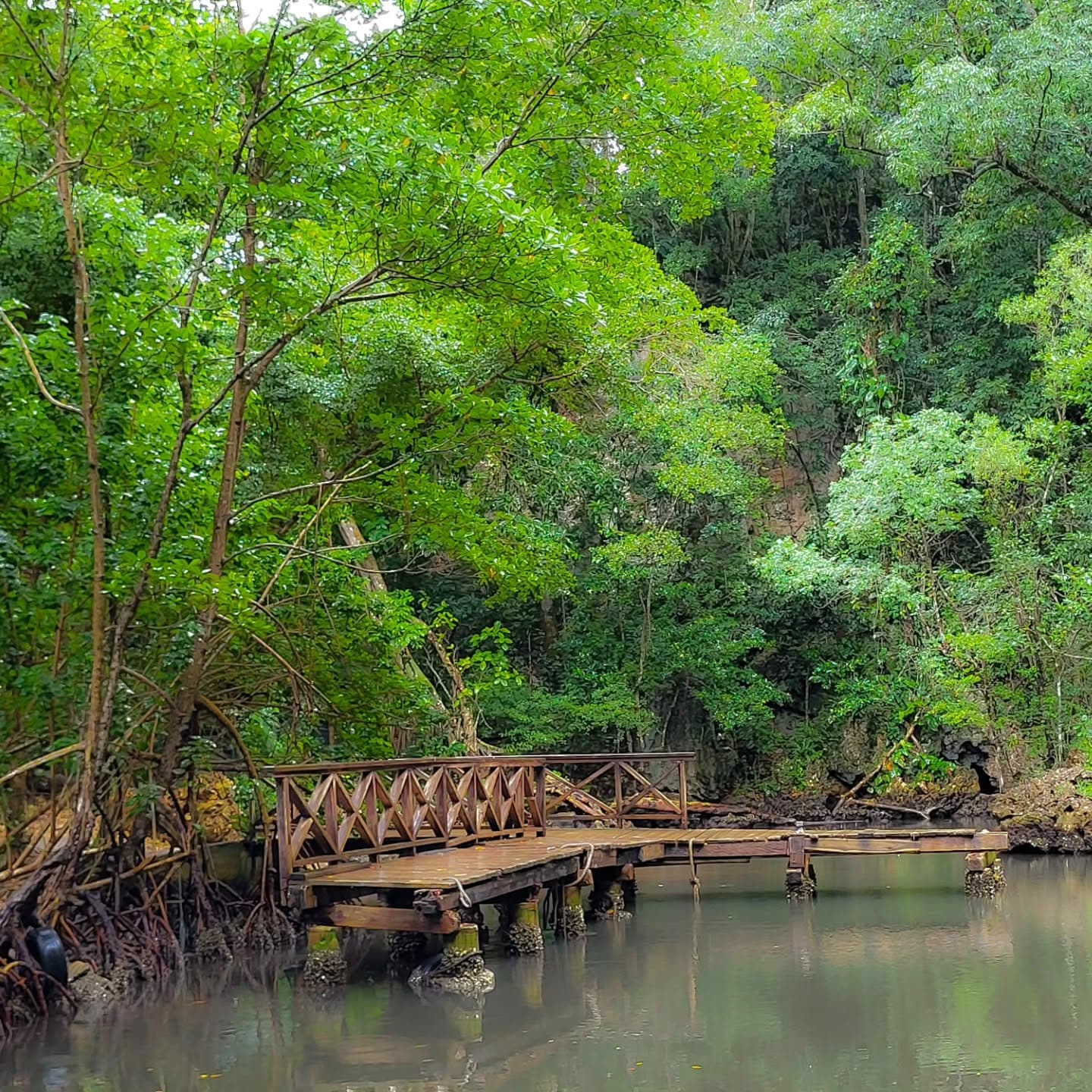 Los Haitises National Park: Boat and Walking Tour with Lunch - Photo 5 (Gallery view)