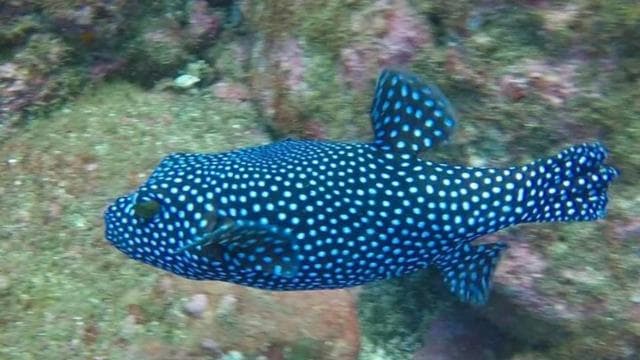 Tamarindo: Discover Scuba Diving at Catalina Islands - Photo 3 (Gallery view)