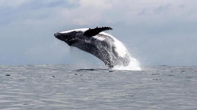 Uvita: Marino Ballena National Park Whale-Watching Tour