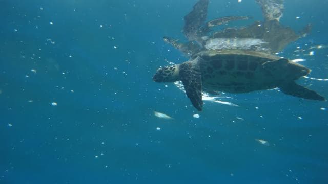 Tamarindo: All-Inclusive Catamaran Sailing Tour