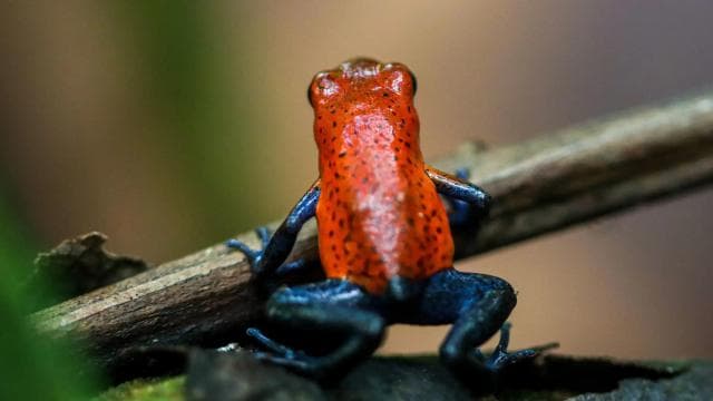 Mistico Hanging Bridges + Transportation + Naturalist Guide