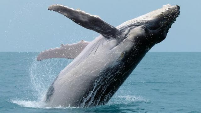Costa Rica: Whale and Dolphin Watching