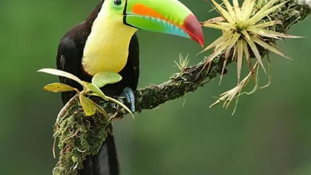 Playa del Coco: Sloth Discovery & Rio Celeste Tour