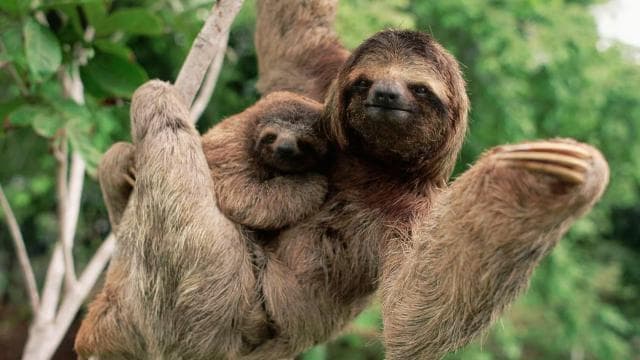 Uvita: Private Guided Tour - Sloth Watching Trail Costa Rica