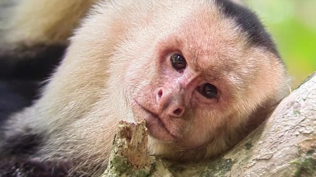 Manuel Antonio : Mangrove boat tour to see animals