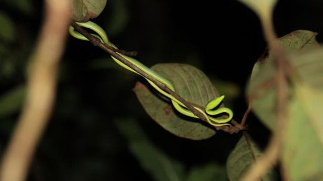 Drake Körfezi - Gece Yürüyüşü Turu - Photo 3 (Gallery view)