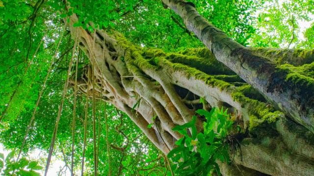 Santa Elena: Cloud Forest Reserve Guided Tour - Dominican Republic