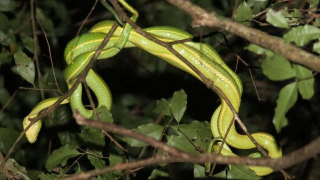 Monteverde: Privát éjszakai túra vadon élő állatokkal - Photo 3 (Gallery view)