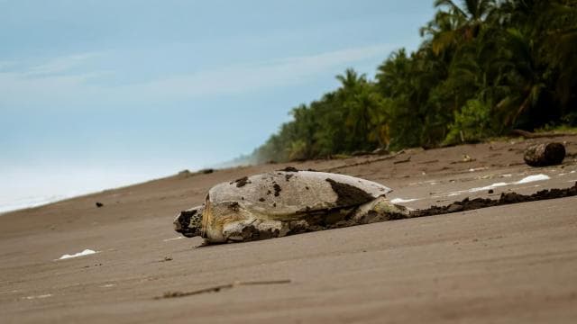 Tortuguero: Turtle Nesting Night Tour