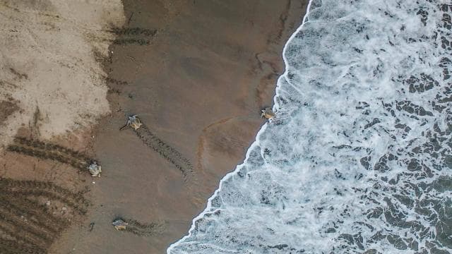 Costa Rica: Hundreds of thousands Olive Ridley Sea Turtles