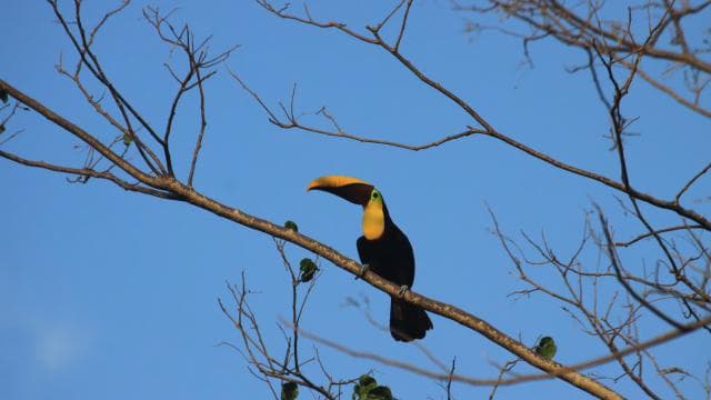 Carara National Park Tour - Dominican Republic