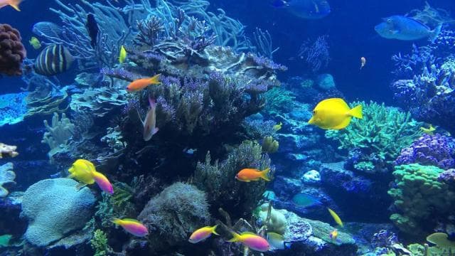 Punta Cana: Catalina Island Day Trip with Snorkeling
