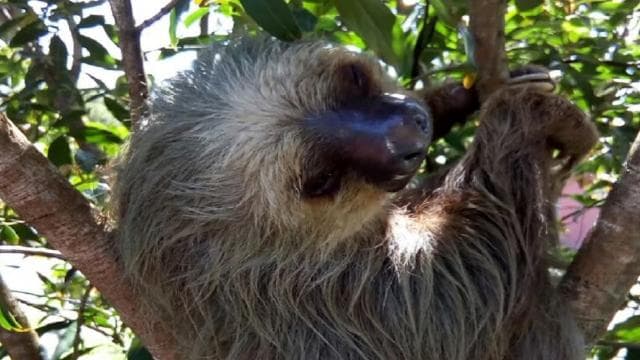 Puerto Limon: Veragua Rainforest & Tortuguero Canal Cruise - Dominican Republic
