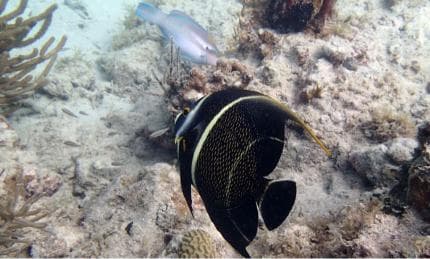 Private Catalina Island Snorkel & Beach Day from Punta Cana - Photo 2 (Gallery view)