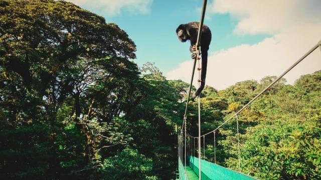 Monteverde: Sky Walk, Sky Tram & Sky Trek Ziplining Tour - Photo 4 (Gallery view)