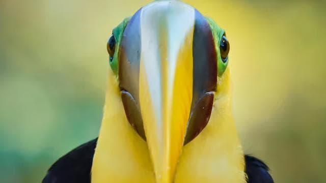 Esquipulas: Manuel Antonio Birdwatching experience - Photo 2 (Gallery view)