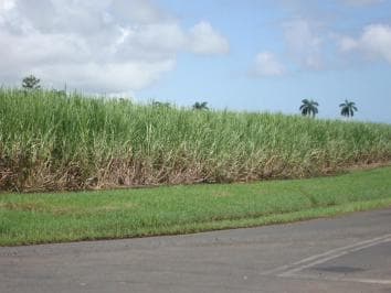 Private: Dominican Countryside Buggy Adventure
