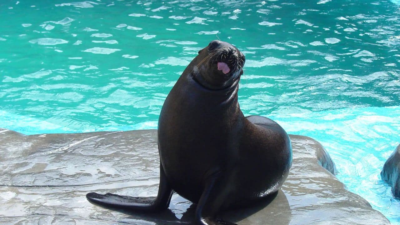 Puerto Plata Ocean World Adventure Park Taino bay Amber cove