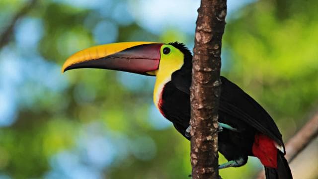 Carara National Park Tour