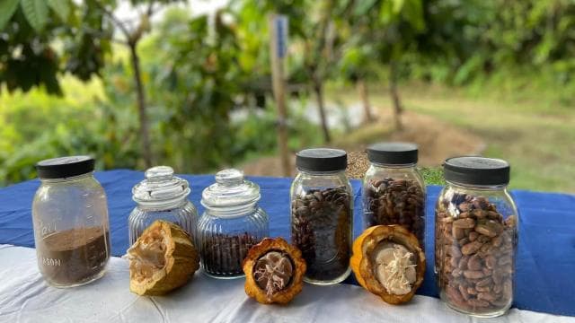 Moca, PR: Cacao Farm Walking Tour and Chocolate Tasting